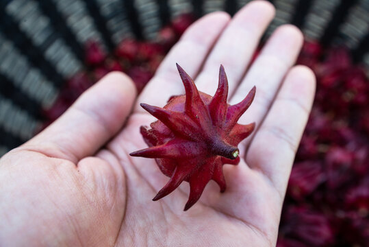 Close-up of a fresh roselle hibiscus calyx held in a human hand. Deep red tropical plant used for herbal tea and healthy drinks, symbolizing natural ingredients and organic agriculture.