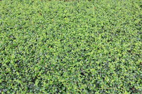 Carmona retusa is evergreen plant with small, leaf surface is quite rough, glossy leaves. Euonymus fortunei 'Minimus' is low-growing shrub popular for hedges or ground cover. popularly grown as bonsai