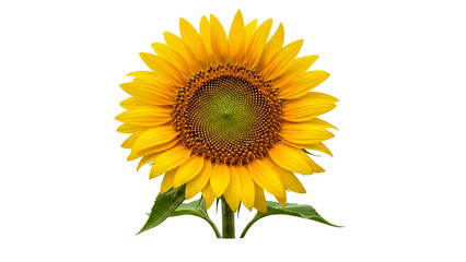 Fototapeta premium A vibrant yellow sunflower in full bloom showcasing its intricate seed patterns and lush green leaves, perfect for summer themes and nature related marketing