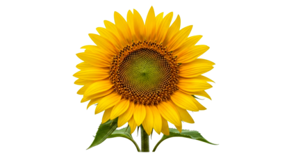 A vibrant yellow sunflower in full bloom showcasing its intricate seed patterns and lush green leaves, perfect for summer themes and nature related marketing