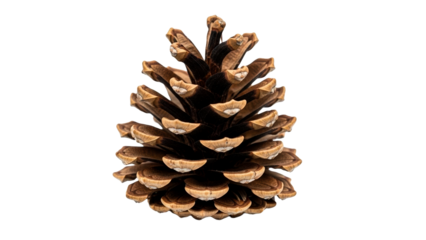 Discover the natural beauty of a vibrant brown pine cone, perfect for seasonal decorations, holiday greetings, and educational materials.