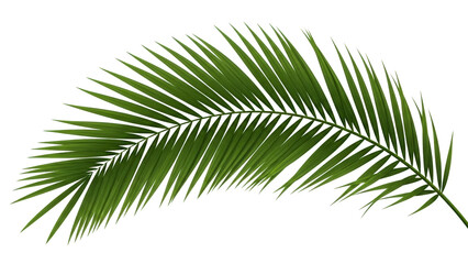 Vibrant green tropical palm leaf gracefully curving offers a refreshing natural aesthetic for travel marketing summer promotions or botanical themed projects