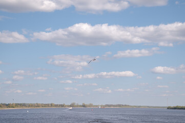 A seagull flies over the sea