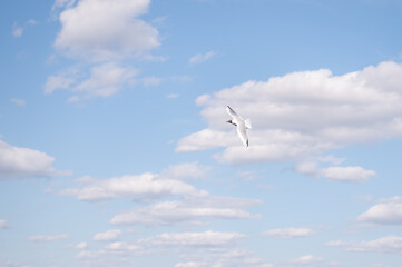 A seagull flies over the sea