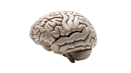 Human brain model displaying intricate anatomical structures and the cerebral cortex essential for medical studies educational resources and scientific presentations