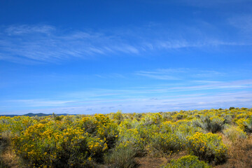 Blue Sky Hovers Over Yellow Sage and Rabbit Brush