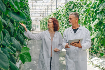 Biologists inspect rows of cucumbers in greenhouse. Bioengineer touches ripe cucumbers on branch. Growing organic vegetables in greenhouse. Agricultural scientists analyze and observe plant growth.