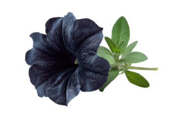 A black flower with green leaves, creating a striking contrast, isolated on transparent background