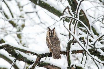 Owl on a branch with snow