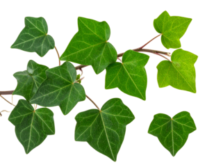 Ivy Leaves Plant Isolated 