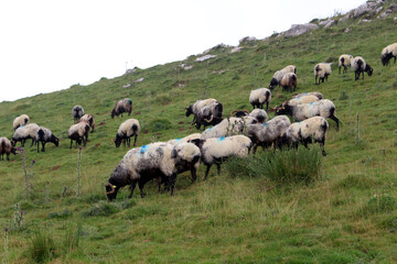 Obraz premium Sheep grazing freely on the mountain slopes along the Camino de Santiago Route Napoléon near Saint-Jean-Pied-de-Port, photographed in July 2024.