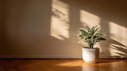 Fototapeta premium Potted green plant in a white pot on a wooden floor, bathed in warm sunlight with shadows cast on the wall. Concept Green plant, White pot, Wooden floor, Warm sunlight, Shadow patterns