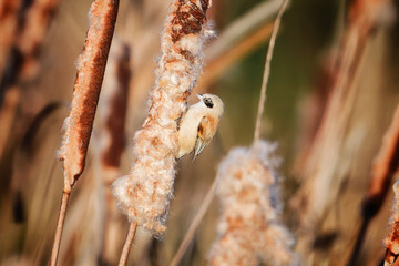 Penduline Tit Clinging to Cattail in Golden Wetland Light