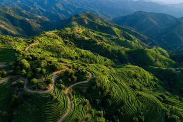 Vineyards cover slopes, creating patterns in the land Generative AI