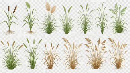 Collection of various aquatic plants and grasses illustrated in different stages of growth and color