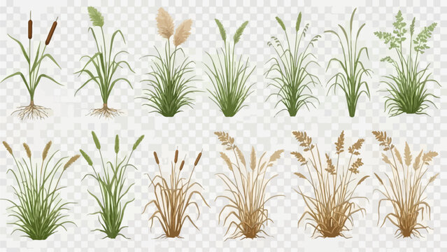 Collection of various aquatic plants and grasses illustrated in different stages of growth and color