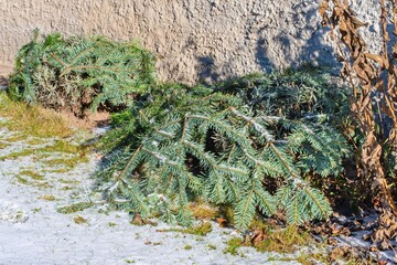 Cold sensitive plants in the winter garden covered with branches as an frost protection.