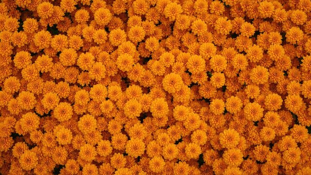 Clusters of orange marigolds creating a vibrant floral pattern. Nature, flowers, and garden scene. Bright and colorful flower bed.