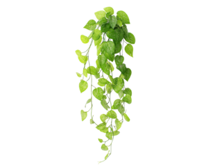 Lush green vine with heart-shaped leaves cascading downwards isolated on a transparent background hanging plant