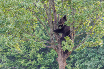 Braunb&auml;r klettert auf einen Baum