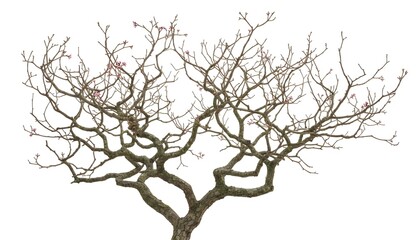 Fototapeta premium Leafless Tree Branches Isolated on White Background – Natural Wood and Botanical Concept 