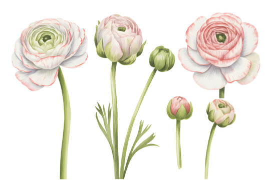 Blush ranunculus flowers and buds painted in soft botanical watercolor.