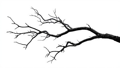Leafless tree branch isolated, winter nature silhouette, organic line art natural design element