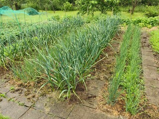 Garden beds with onions and garlic, organic farming.
