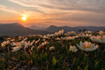 Sunset with flowers