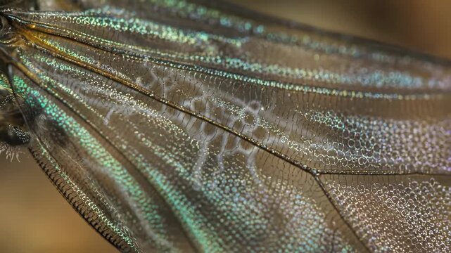 Dragonfly Wing Macro Texture - A macro shot showcases the intricate details of a dragonfly wing. The wing's delicate structure is highlighted with its network of veins and shimmering surface texture.