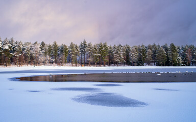 Frozen lake surrounded by pine forest during winter. Calm snowy landscape with swans resting on icy water, cold weather and peaceful nature background.
