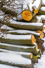 Schneebedeckter Holzstapel aus geschnittenen Baumst&uuml;mpfen