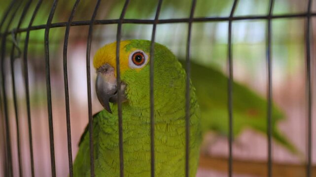 Loro real amazona de frente amarilla dentro de una jaula, concepto de mascotas ex&oacute;ticas o cautiverio
