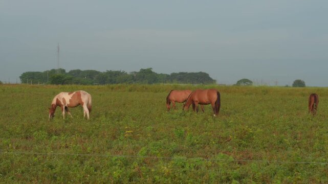 Tres caballos criollos aliment&aacute;ndose en un potrero verde bajo un cielo despejado