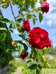 A red rose is blooming in the garden, a beautiful flower.