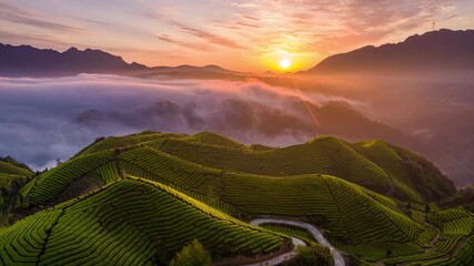 Sunrise Over Terraced Tea Garden Plantations in Misty Mountain Hills with Golden Sky - Powered by Adobe