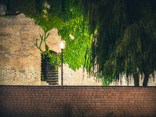 Zabytkowy ceglany mur częściowo porośnięty jaskrawym bluszczem, oświetlony przez stylową latarnię uliczną w nastrojowej, wieczornej scenerii. © Henryk Niestrój