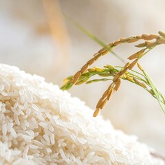Healthy organic long grain white rice and raw brown seed heap on natural green grass texture for a macro agriculture food ingredient background