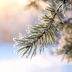 A macro close-up of a green pine branch from an evergreen fir tree in a snowy winter forest captures the natural texture of coniferous needles and spruce twigs during the Christmas season