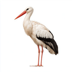 Obraz premium Elegant White Stork Standing Isolated on White Background, Detailed Wildlife Bird Portrait for Nature, Conservation and Education Concepts