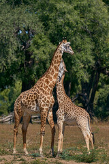 Obraz premium Young Thornicroft giraffe (Giraffa camelopardalis thornicrofti) stretches up to an adult in South Luangwa National Park, Zambia
