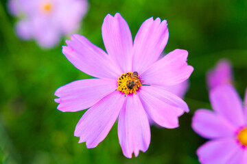 Obraz premium Honey Bee Collecting Pollen on Pink Cosmos Flower with Sun Flare