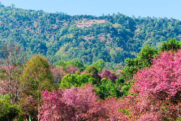 Pink Wild Himalayan Cherry Forest on High Mountain Landscape
