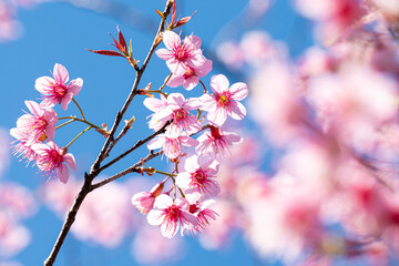 Pink Wild Himalayan Cherry Blossom Blooming against Clear Blue Sky
