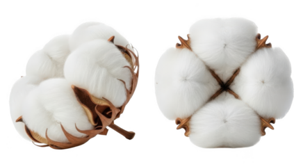 Two realistic cotton bolls shown from different angles with transparent background