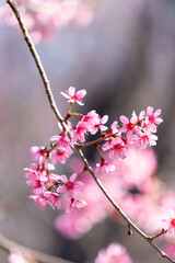 Pink Wild Himalayan Cherry Blossom Blooming against Clear Blue Sky