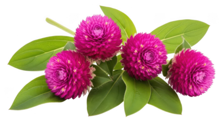 Vibrant gomphrena globosa flowers, also known as globe amaranth, showcasing their bright pink-purple color and lush green leaves