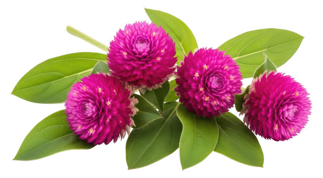 Vibrant gomphrena globosa flowers, also known as globe amaranth, showcasing their bright pink-purple color and lush green leaves