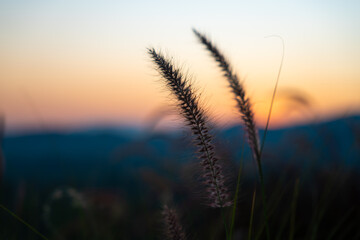 Silhouette of Fountain Grass against Sunset Mountain Background