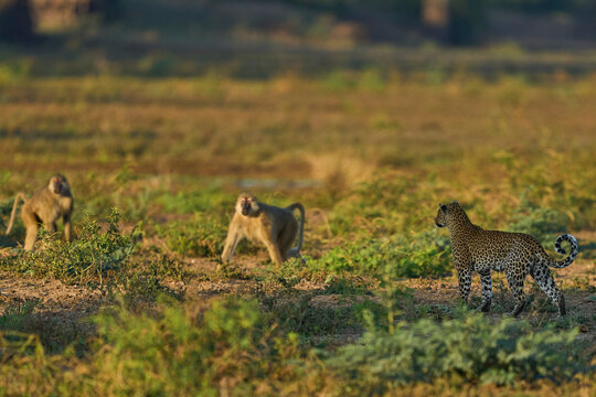 Female Leopard (Panthera pardus) hunting baboon in South Luangwa National Park, Zambia